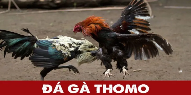 Đá gà thomo một phần văn hóa truyền thống